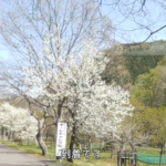 Thumbnail of post image 138